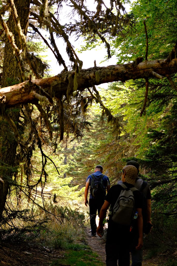 A group of adults hiking on a forest trail surrounded by lush greenery and natural scenery.