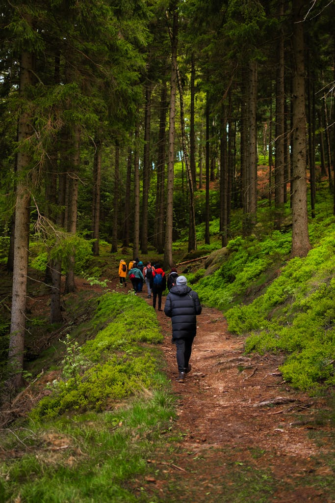 A group of hikers traversing a lush forest trail in Zittau, Germany, during spring.