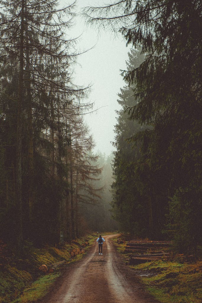 A lone hiker walks down a misty forest path, surrounded by towering trees.