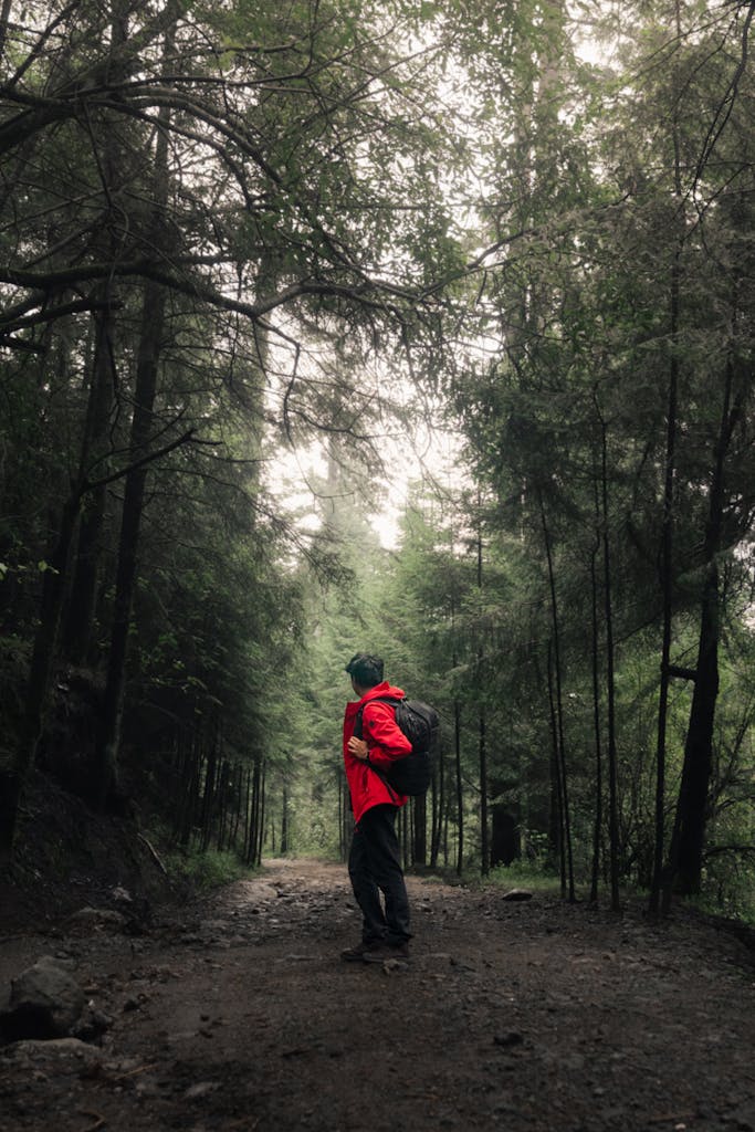 A solitary hiker in a red jacket walks through a lush forest trail surrounded by tall trees.