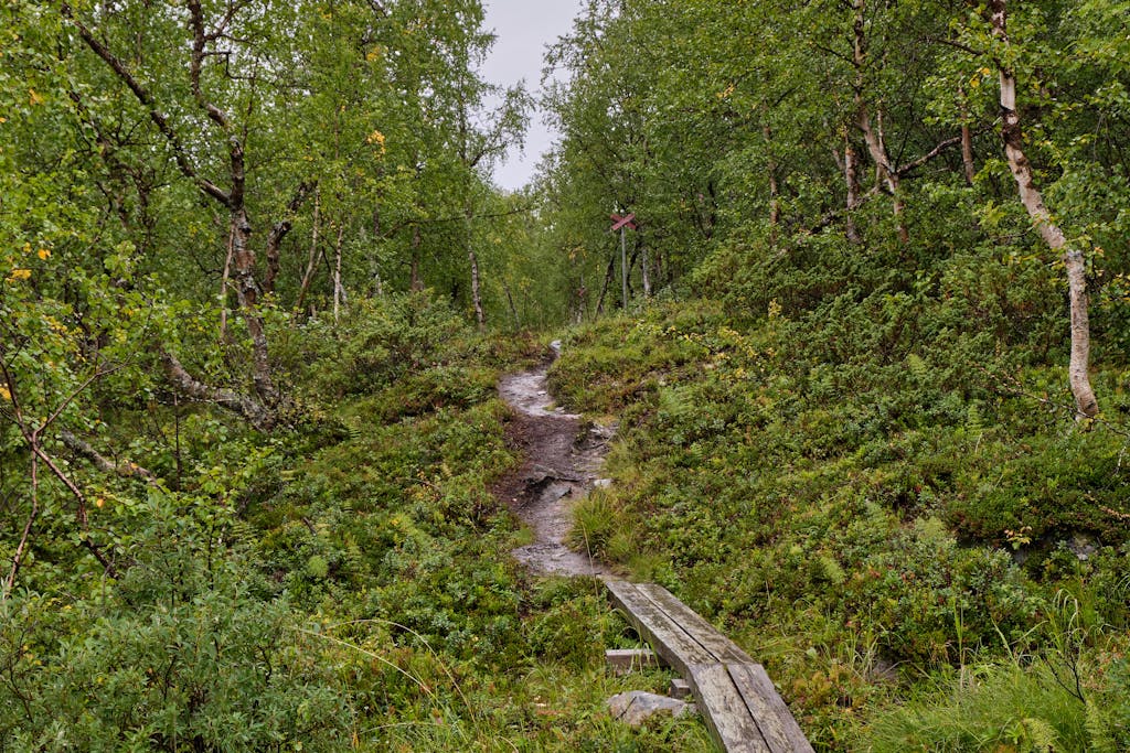 Explore a serene forest path surrounded by greenery and wooden walkways.