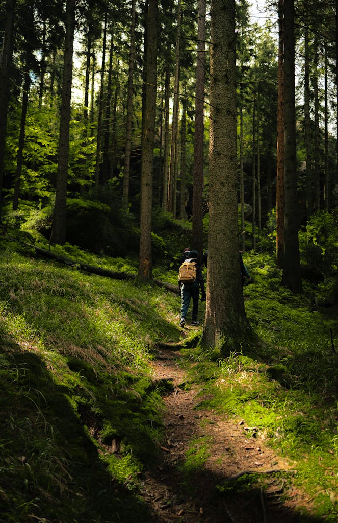 Explore the serene forests of Zittau, Germany with hikers on a lush green trail.