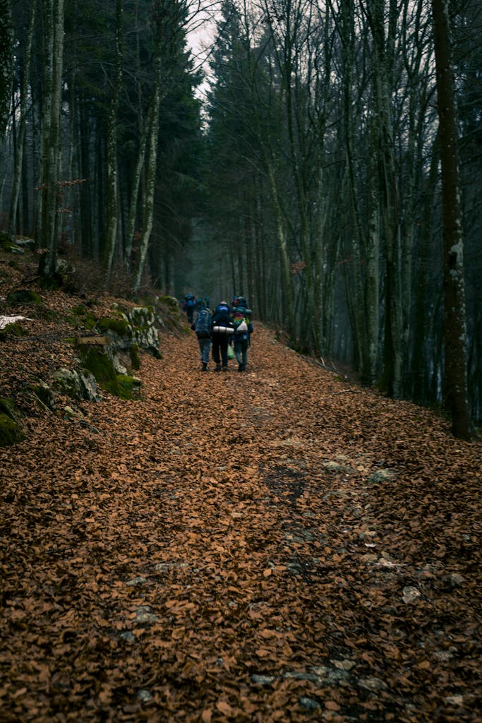 Group hiking through a lush autumn forest with fallen leaves and tall trees.