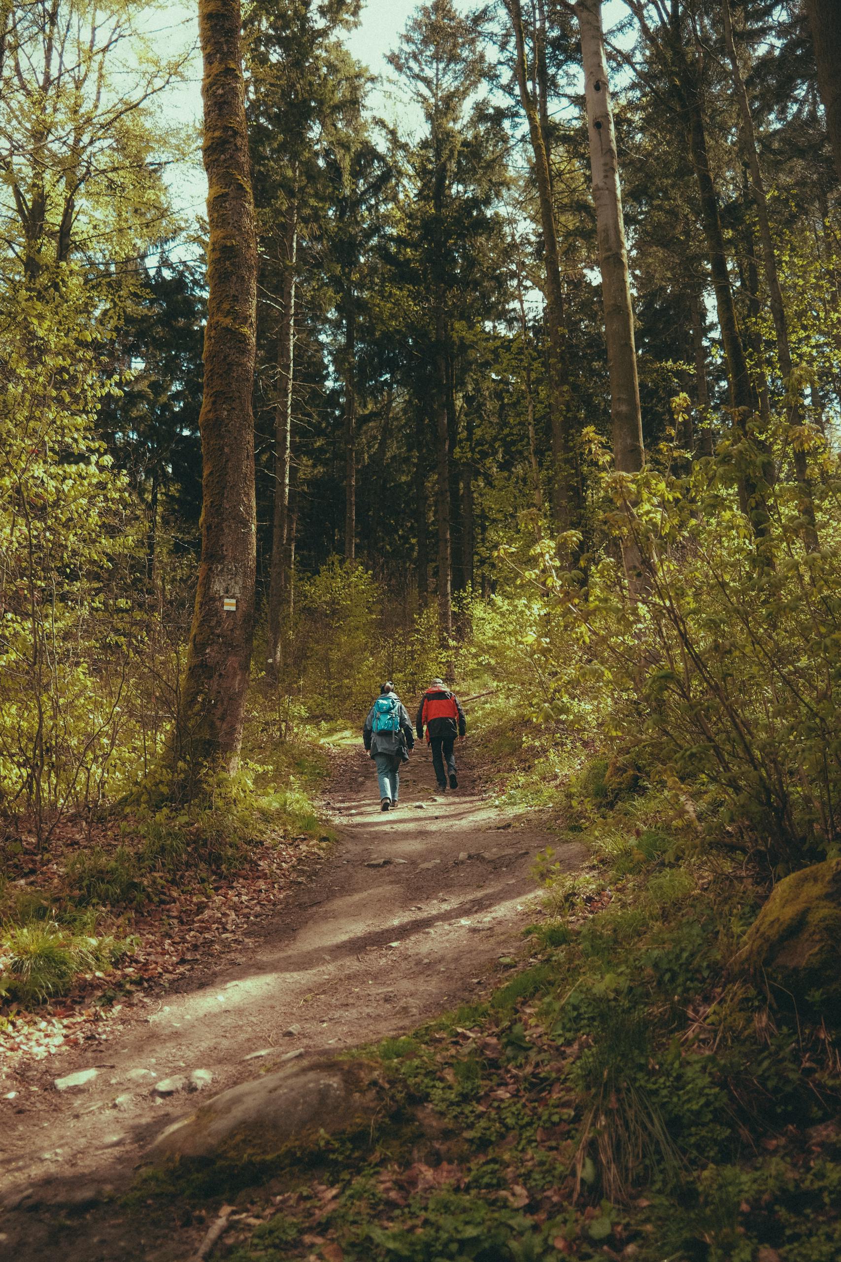 Two hikers walk along a scenic forest trail in spring, surrounded by towering trees and lush greenery.